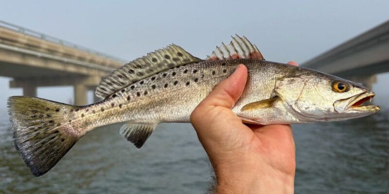 MARSH MAN MASSON: What Can I Catch at World’s Longest Fishing Reef?