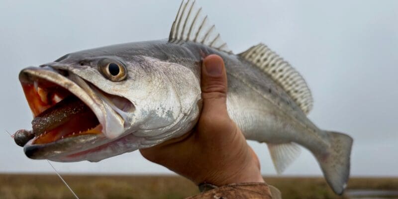 MARSH MAN MASSON: This Area is FULL of Speckled Trout!