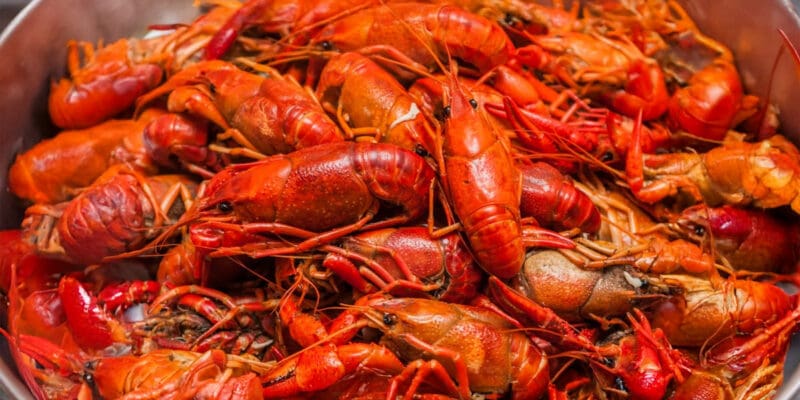 On The Advocate’s Stupid Attempts To Weaponize Crawfish Against The Trump Administration