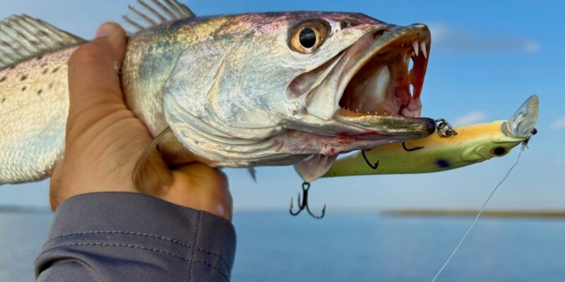 MARSH MAN MASSON: Inside Speckled Trout ALREADY Hitting Jerkbaits!