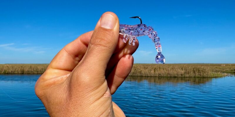 MARSH MAN MASSON:  This Shrimp Continues to be CRAZY Productive!